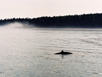 00914CrLe - Vacation 2004 - Whale watching, Minke Whale, St. Andrews, NB - M0008   Each New Day A Miracle  [  Understanding the Bible   |   Poetry   |   Story  ]- by Pete Rhebergen